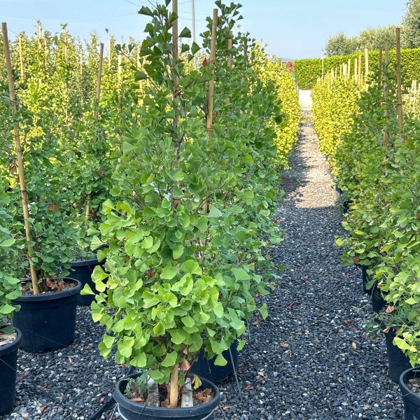 Ginkgo biloba 'Fastigiata Blagon' (Stebrasti ginko)