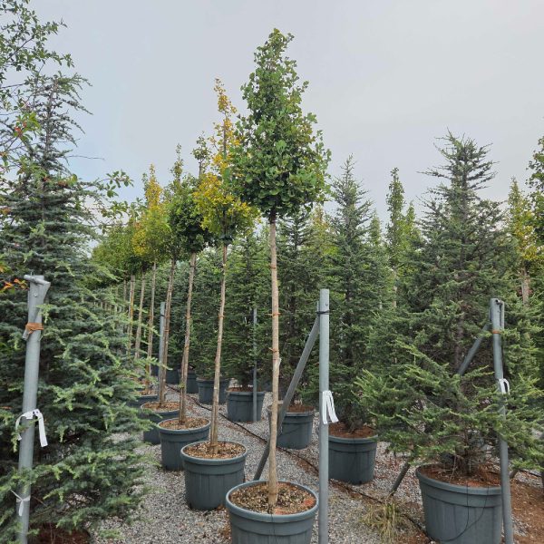 Ginkgo biloba 'Fastigiata Blagon' (Stebrasti ginko)