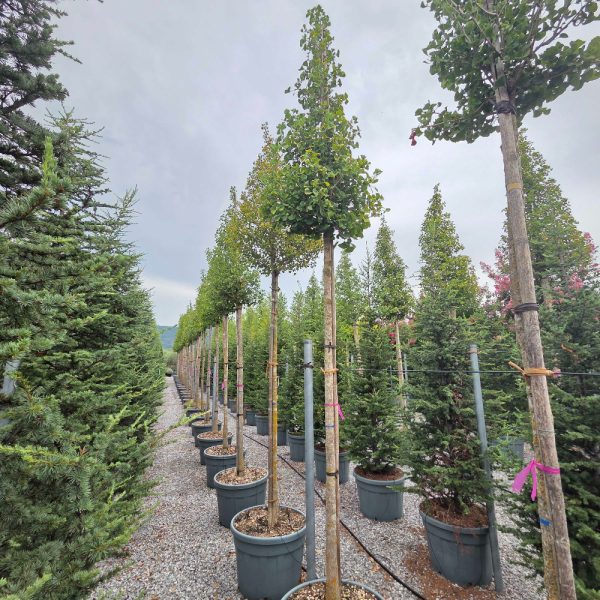Ginkgo biloba 'Fastigiata Blagon' (Stebrasti ginko)