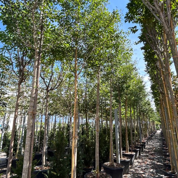 Ginkgo biloba 'Fastigiata Blagon' (Stebrasti ginko)
