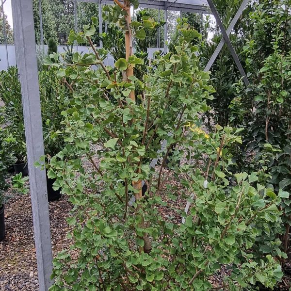 Ginkgo biloba 'Fastigiata Blagon' (Stebrasti ginko)