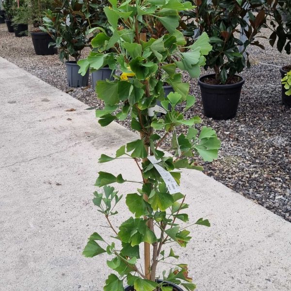 Ginkgo biloba 'Fastigiata Blagon' (Stebrasti ginko)