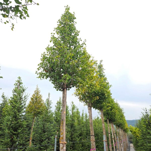 Ginkgo biloba 'Fastigiata Blagon' (Stebrasti ginko)