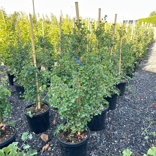 Ginkgo biloba 'Fastigiata Blagon' (Stebrasti ginko)