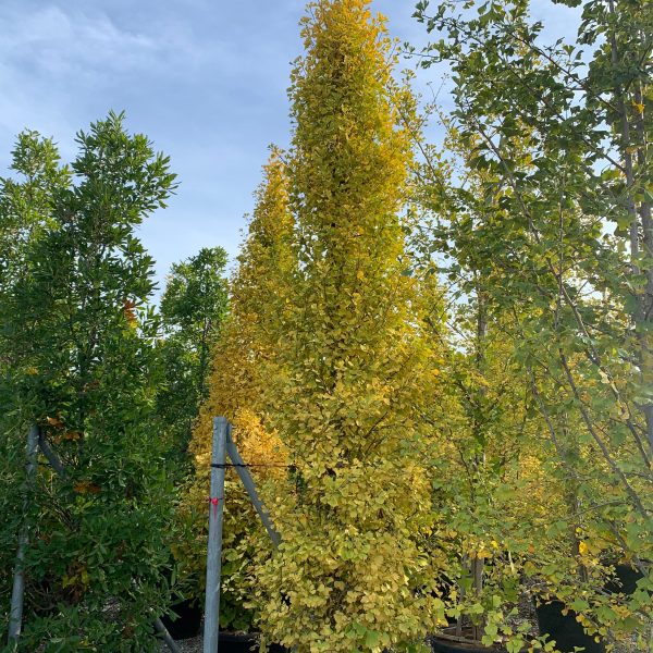 Ginkgo biloba 'Fastigiata Blagon' (Stebrasti ginko)