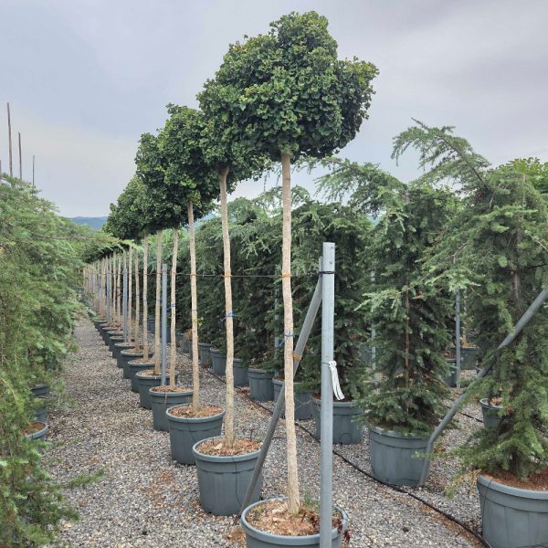Ginkgo biloba 'Mariken' (Kroglasti ginko)