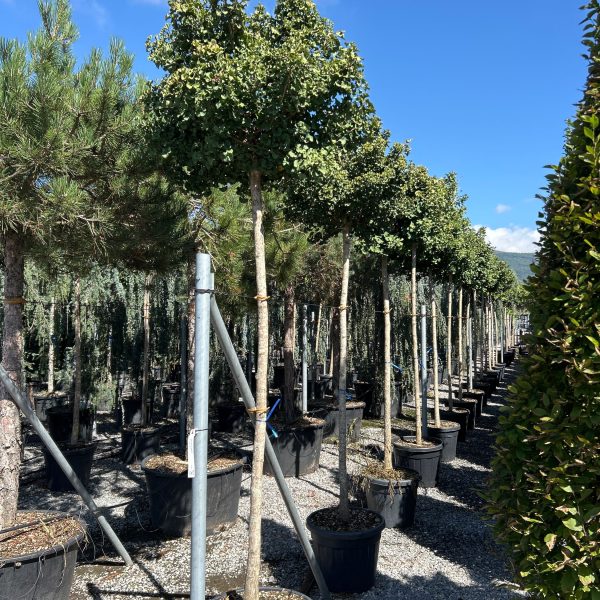 Ginkgo biloba 'Mariken' (Kroglasti ginko)