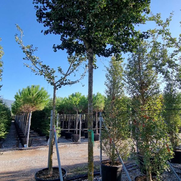 Ginkgo biloba 'Mariken' (Kroglasti ginko)