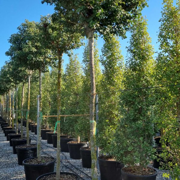 Ginkgo biloba 'Mariken' (Kroglasti ginko)