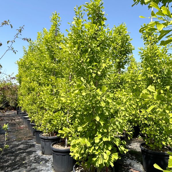 Ginkgo biloba 'Saratoga' (Ginko)
