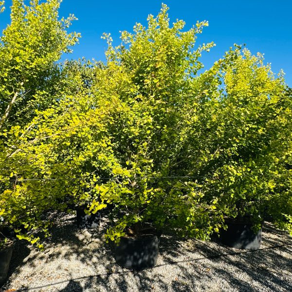 Ginkgo biloba 'Saratoga' (Ginko)