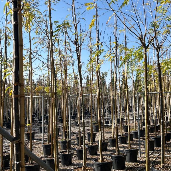 Gleditsia triacanthos 'Skyline' (Trnata gledičevka/Gledičija)