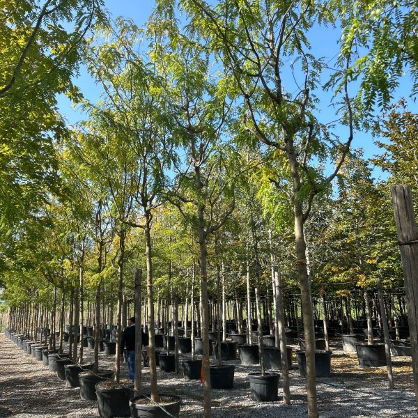 Gleditsia triacanthos 'Skyline' (Trnata gledičevka/Gledičija)
