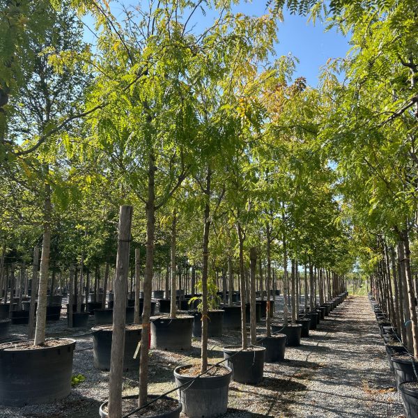 Gleditsia triacanthos 'Skyline' (Trnata gledičevka/Gledičija)