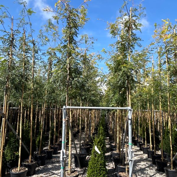 Gleditsia triacanthos 'Sunburst' (Trnata gledičevka/Gledičija)