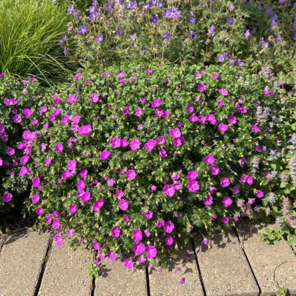 Geranium sanguineum 'Max Frei' Krvomočnica