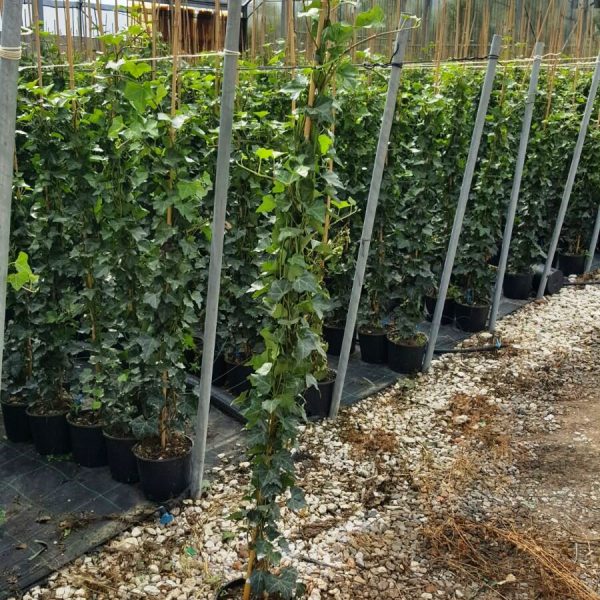 Hedera hibernica (Irski bršljan)