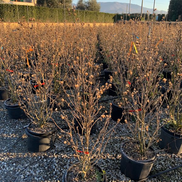 Hibiscus syriacus 'Red Heart' (Sirski oslez)