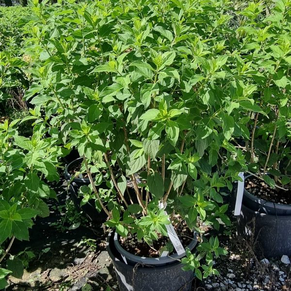 Hydrangea paniculata `Limelight` (Latasta hortenzija)