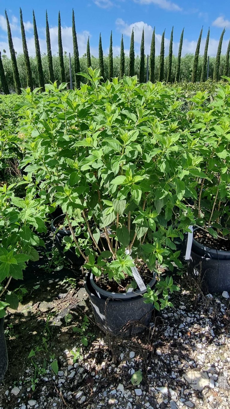 Hydrangea paniculata `Limelight` (Latasta hortenzija)