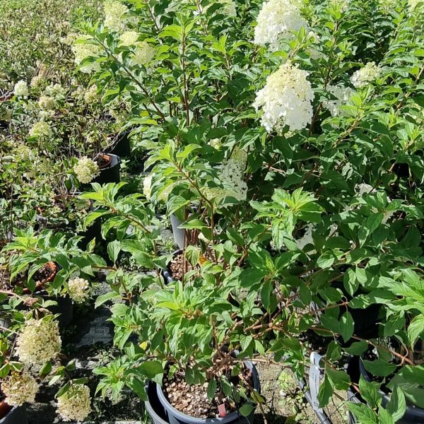 Hydrangea paniculata VANILLE FRAISE 'Renhy' PBR (Latasta hortenzija)