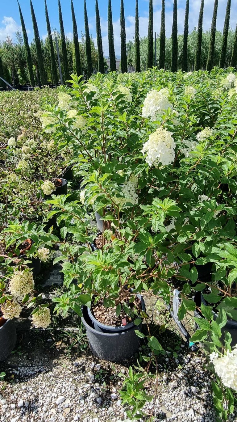 Hydrangea paniculata VANILLE FRAISE 'Renhy' PBR (Latasta hortenzija)