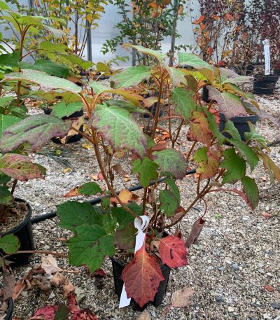 Hydrangea quercifolia 'SNOW FLAKE' HYQUSNFL-I-8051838119640