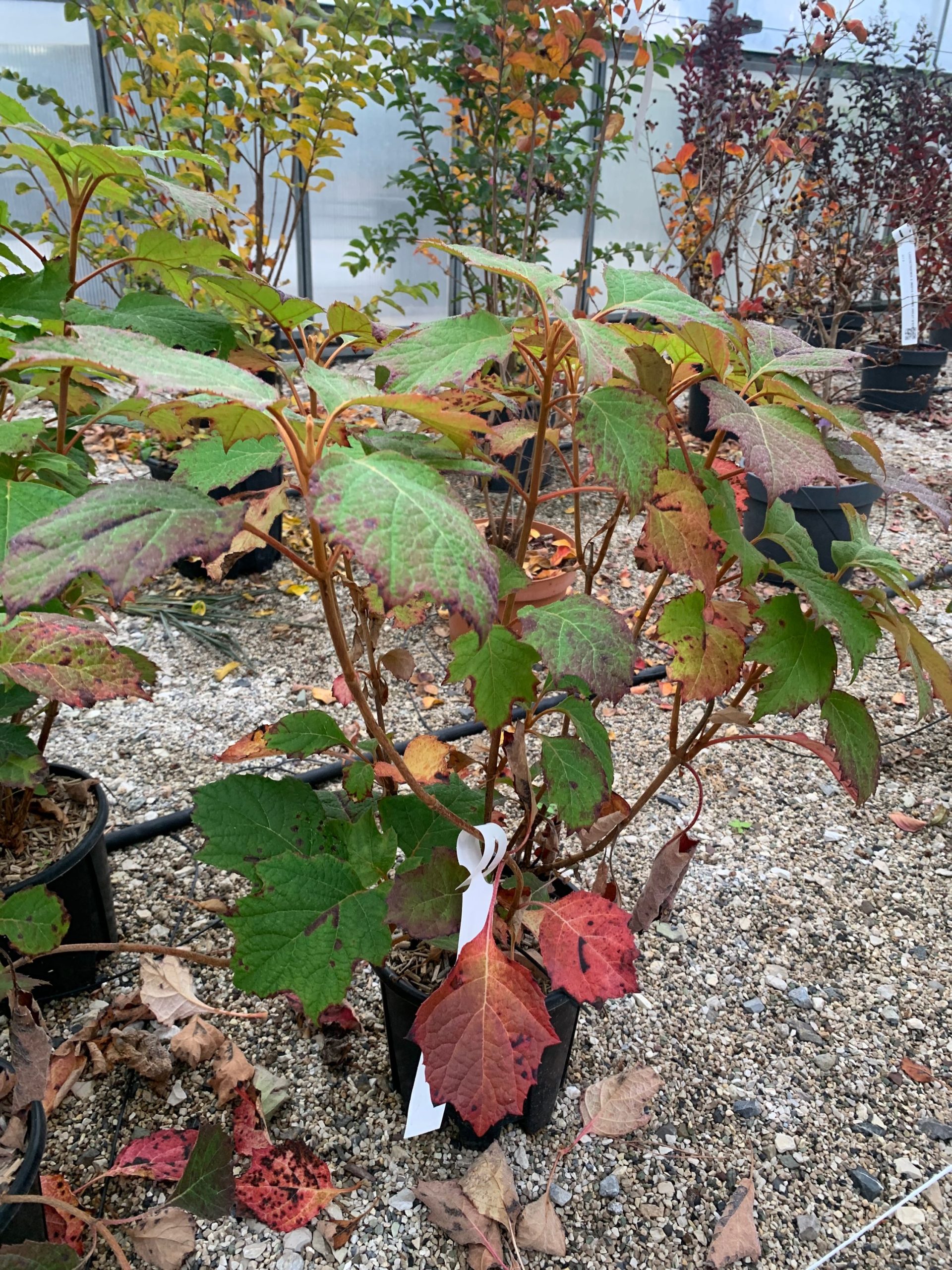 HYQUSNFL-I-8051838119640 Hydrangea quercifolia 'SNOW FLAKE' HYQUSNFL-I-8051838119640