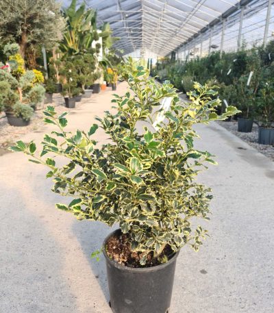Ilex aquifolium 'ARGENTEOMARGINATA' ILAQAR-I-8051838121018