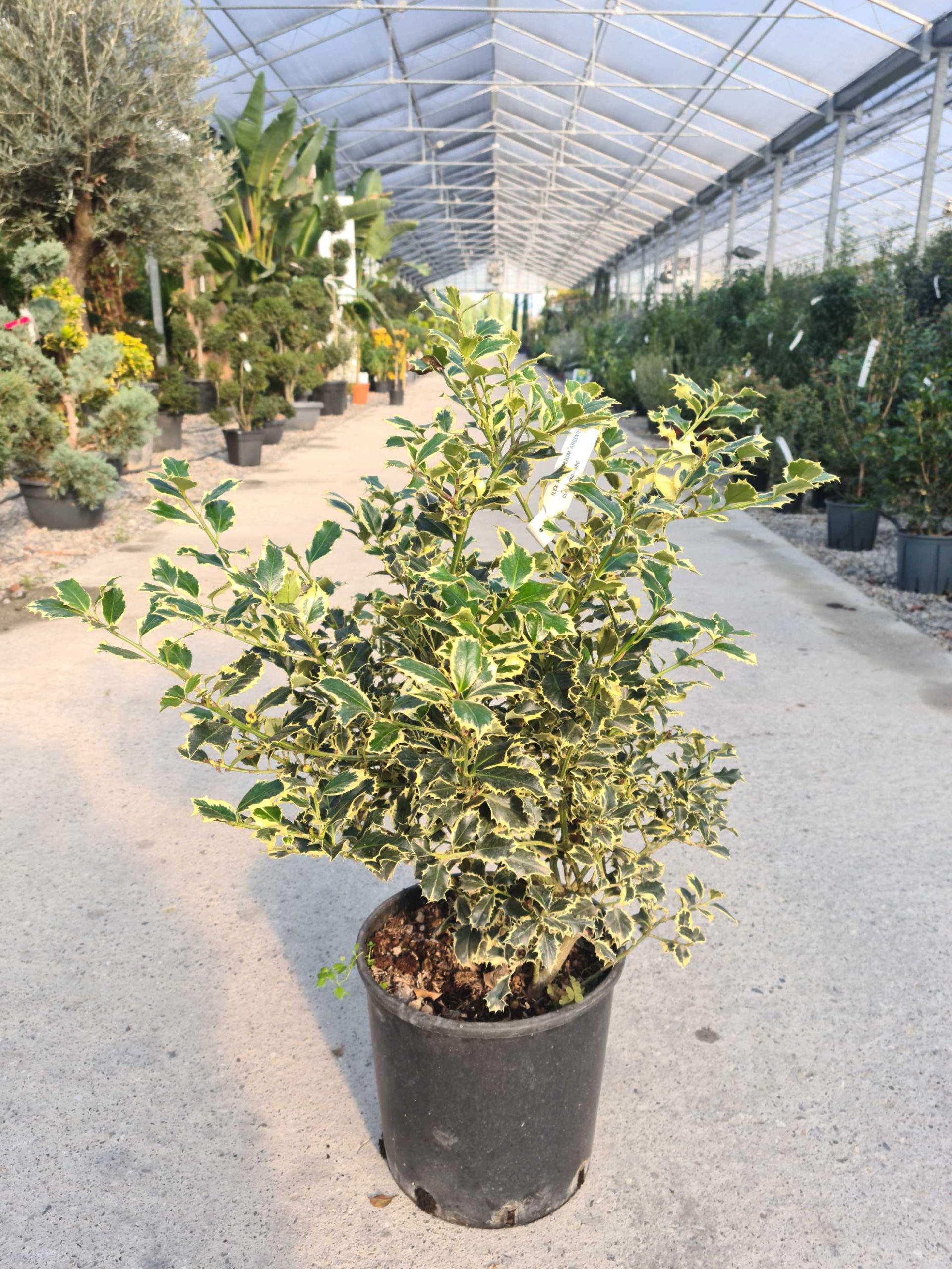 ILAQAR-I-8051838121018 Ilex aquifolium 'ARGENTEOMARGINATA' ILAQAR-I-8051838121018