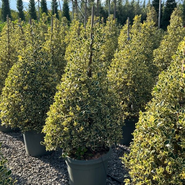 Ilex aquifolium 'ARGENTEOMARGINATA'