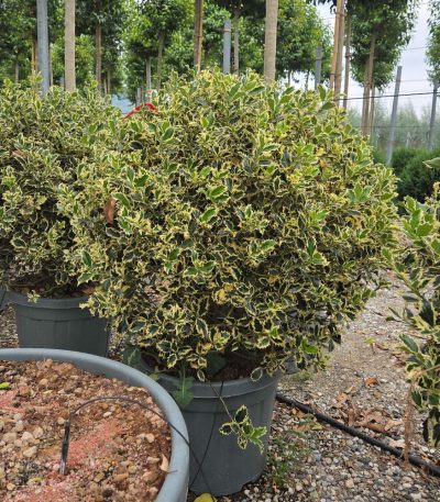 Ilex aquifolium 'ARGENTEOMARGINATA' ILAQARBALL-I-8051838121087