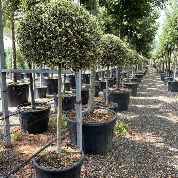 Ilex aquifolium 'ARGENTEOMARGINATA' ILAQARST-I-8051838235005
