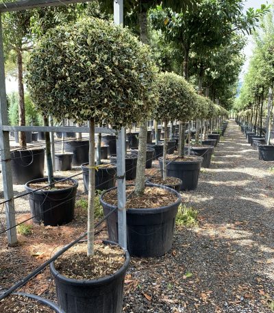 Ilex aquifolium 'ARGENTEOMARGINATA' ILAQARST-I-8051838235005