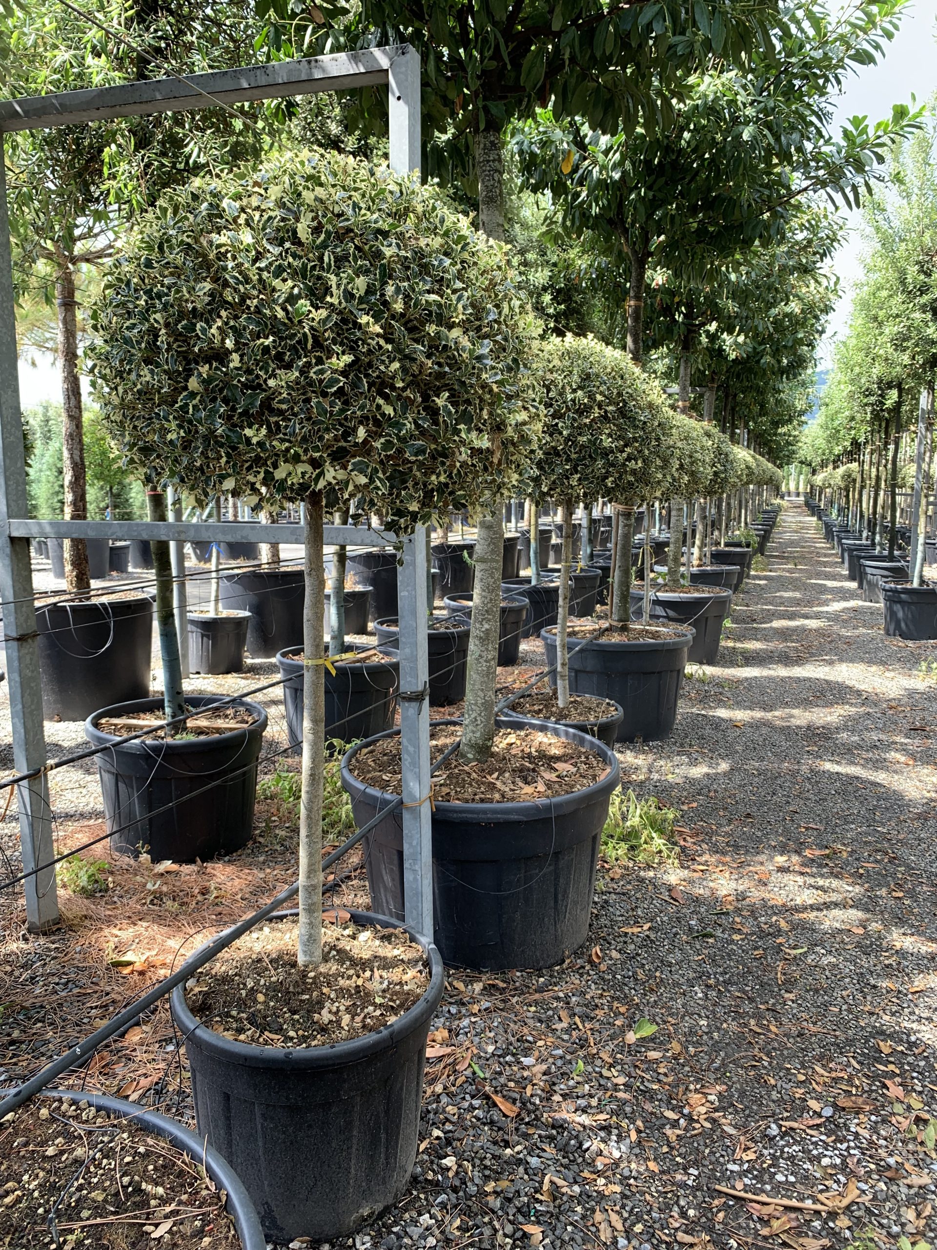 ILAQARST-I-8051838235005 Ilex aquifolium 'ARGENTEOMARGINATA' ILAQARST-I-8051838235005