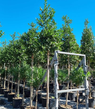 Ilex castaneifolia ILCA-I-8051838321418