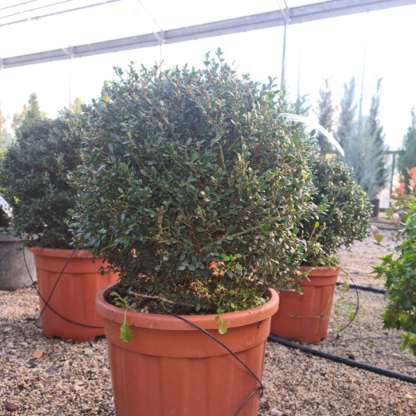 Ilex crenata 'Glorie Gem' (Japonska Bodika KROGLA)