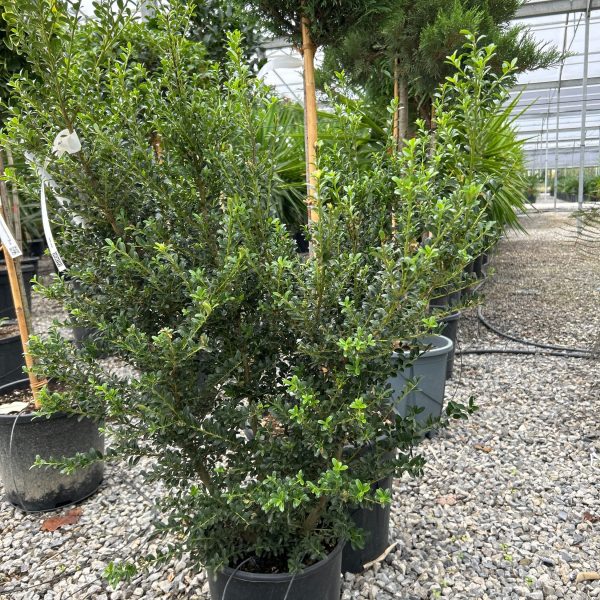 Ilex crenata 'Kinme' (Grmasti ileks)