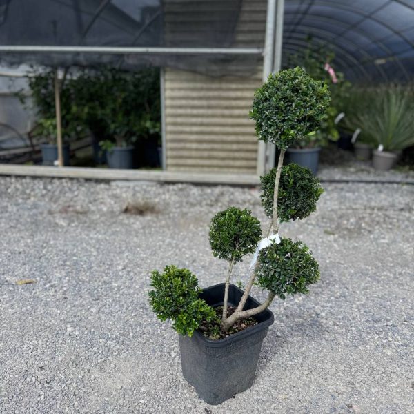 Ilex crenata 'Kinme' (Grmasti ileks)