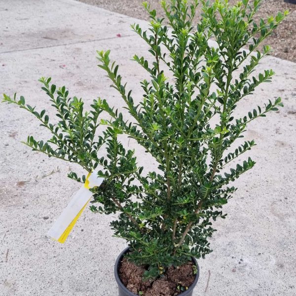 Ilex crenata 'Kinme' (Grmasti ileks)
