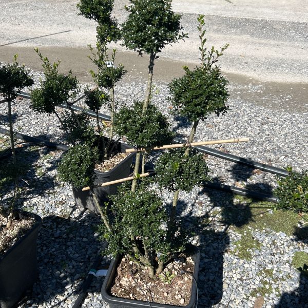Ilex crenata 'Kinme' (Grmasti ileks)