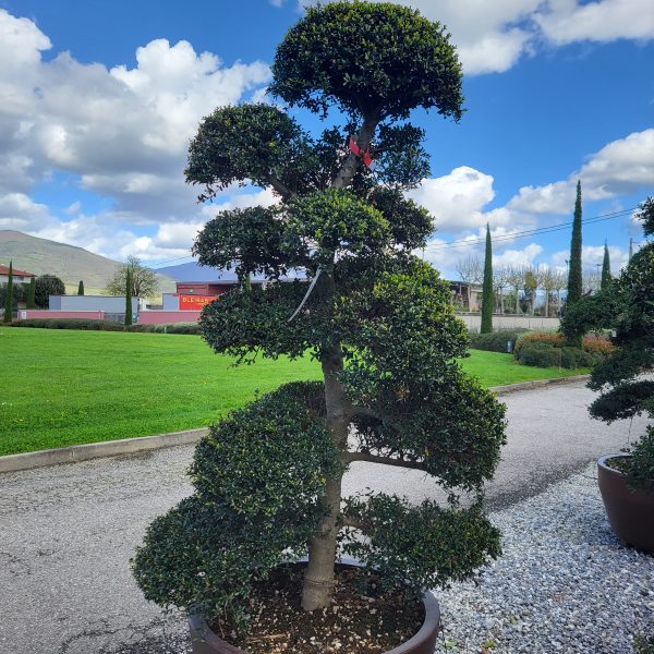 Ilex crenata 'KINME'