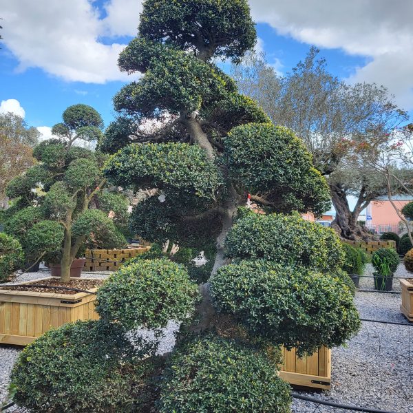 Ilex crenata 'KINME'