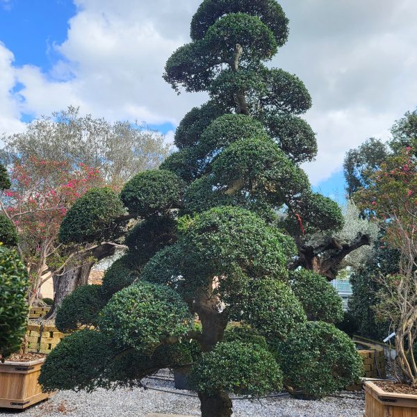 Ilex crenata 'KINME'
