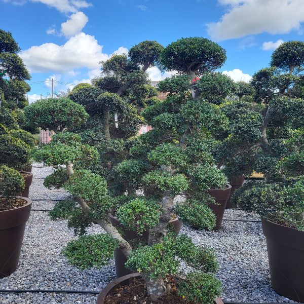 Ilex crenata 'KINME'