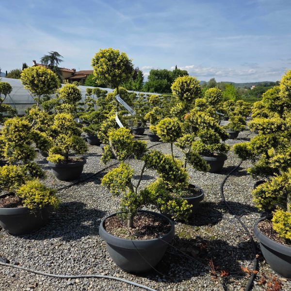 Ilex crenata 'KINME'