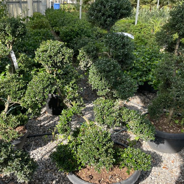 Ilex crenata 'KINME'