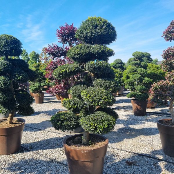 Ilex crenata 'KINME' ILCRKIBONSAI-I-8051838677645