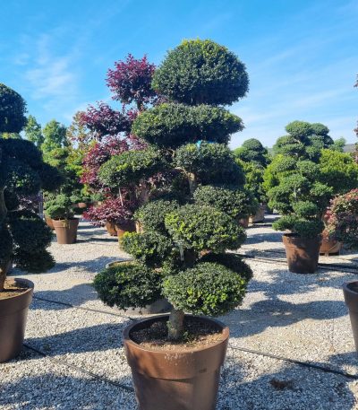 Ilex crenata 'KINME' ILCRKIBONSAI-I-8051838677645
