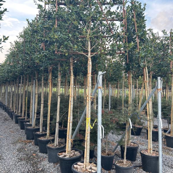 Ilex × NELLIE ''R. STEVENS'